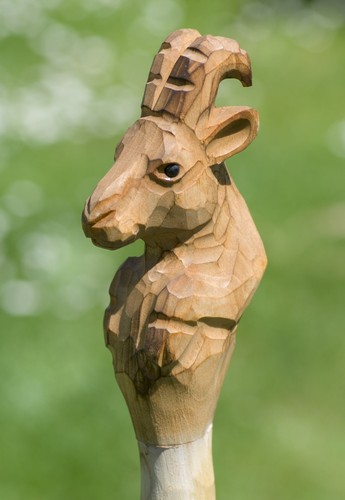 Gams bock widder - gams,